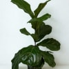 Potted fiddle leaf fig plant with large glossy green leaves