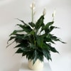 Potted peace lily arrangement with white blooms in a cream ceramic pot