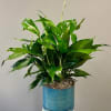 Potted green houseplant in a blue ceramic container