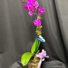 Pink orchid plant in a glass cube vase with a lavender ribbon