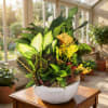 Mixed potted houseplants in a white bowl planter on a table