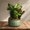 Potted arrangement of assorted green houseplants in a ceramic planter