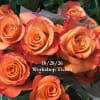 Orange roses with red-tipped petals and water droplets