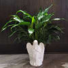 Potted green houseplant in a white angel-shaped ceramic planter
