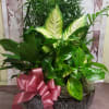 A long lasting, lush green assortment of assorted tropical foliage plants. THE