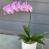 Phalaenopsis Orchid Planter available in a variety of colors, displays its exotic