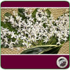 12 Dendrobium Orchid sprays and Assorted Greens. (Best color available)

