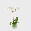 Pure elegance. That&rsquo;s what these divine white phalaenopsis orchids deliver. They&rsquo;re beautiful