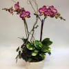 This planter comes complete with two stems orchid plant, curly willow, and