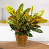Potted croton plant with yellow and green variegated leaves in a woven basket