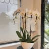 White orchid plant in a white ceramic pot on a small table