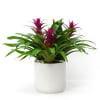 Green bromeliad plant with magenta blooms in a white ceramic pot