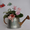African violet and dusty miller in a watering can. 