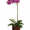Purple orchid plant in a square wooden planter