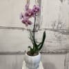 A stunning single stem orchid in a ceramic container.