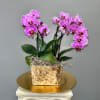 Potted pink orchids in a rustic rectangular container