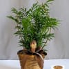The Bella Palm is a charming and elegant plant that adds a