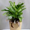 Known for its bold, tropical leaves splashed with creamy green patterns, this