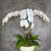 Three gorgeous Phalaenopsis Orchid Plants together for maximum Wow factor!
Orchid color and