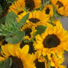 Local sunflowers wrapped in cello/ tissue with greens and filler.  Bouquet
