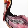 Illustration of a pink and black pelican on a white background