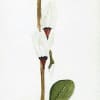 Botanical illustration of a white shooting star flower with green leaves