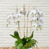 White orchids in a white pot with a bamboo trellis