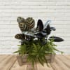 Potted plant arrangement with patterned dark leaves in a wooden crate
