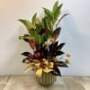 Tall potted croton plant with a gold ribbon bow