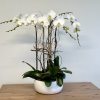White orchid arrangement in a round white pot