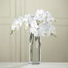 White orchids arranged in a tall clear glass vase