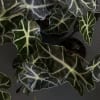 Potted plant with dark green, white-veined leaves on a dark surface