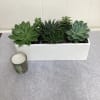 A selection of hearty succulents, expertly planted in a modern ceramic vessel