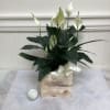 White peace lilies in a wooden box with a white ribbon