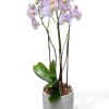 Potted orchid plant with pale lavender blooms in a ribbed white pot