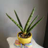 Not pet friendly. Super cute and simple enough for many occasions 