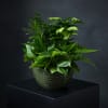 Lush green houseplant arrangement in a textured ceramic bowl