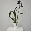 The Howard's Dream Beallara Orchid (Bllra. Marfitch 'Howard's Dream' AM/AOS) is an