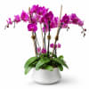 Pink orchid plant in a white ceramic pot