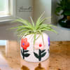 Potted bromeliad plant in a painted white ceramic pot