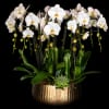 White orchids in a gold textured planter with a small succulent