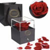 Red rose in a black gift box with a clear lid and scattered petals