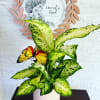 Potted variegated green plant with a butterfly decoration