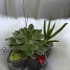 Succulent arrangement in a star-shaped glass container