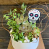 Beautiful assorted succulents in a 8" wide white ceramic container.
Succulents can vary