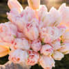 Bouquet of pale pink tulips in close-up