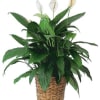Spathiphyllum
A traditional peace lily