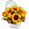 Sunflower praise
Whether you want to make someone&rsquo;s day or wish them a