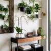 Indoor display of potted plants and white orchids on shelves and a console table.