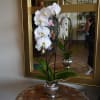 White orchid plant in a silver vase on a table